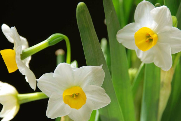 中國水仙花的花語