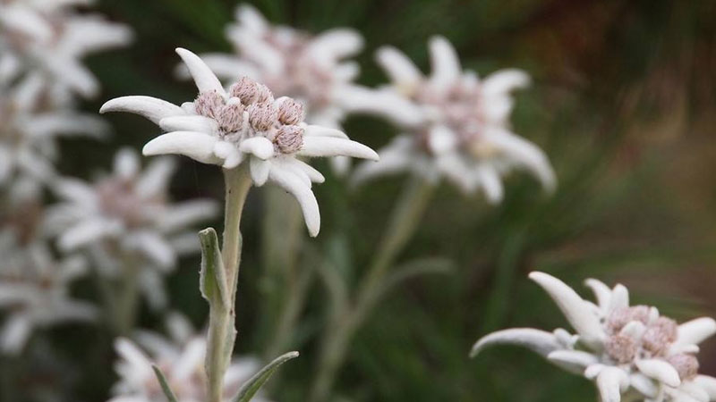 雪絨花花語(yǔ)