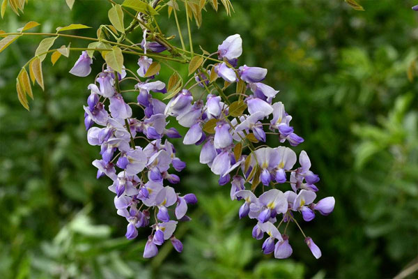 紫藤花花語