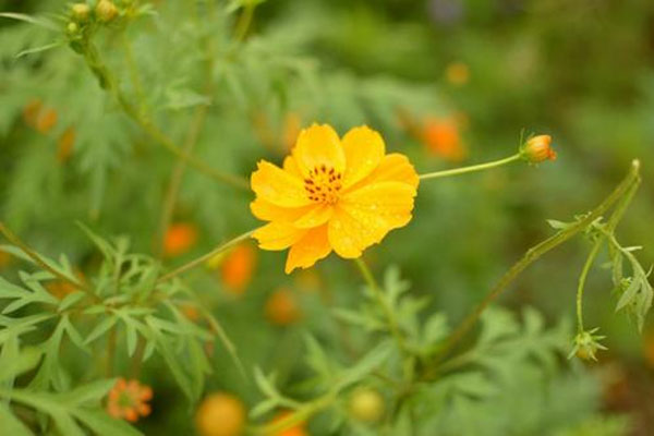 茶蘼花花語(yǔ)