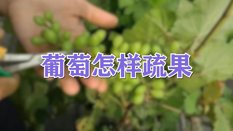 葡萄怎樣疏果