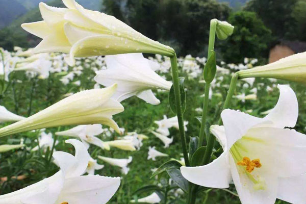 12朵白百合花語