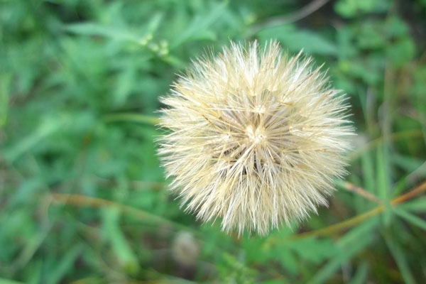 什么花的花語最悲傷