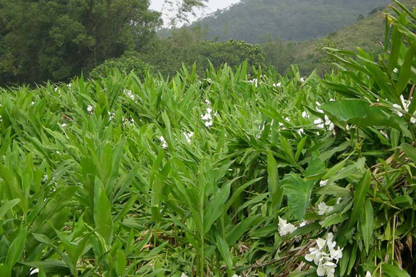 姜的種植方法和時間