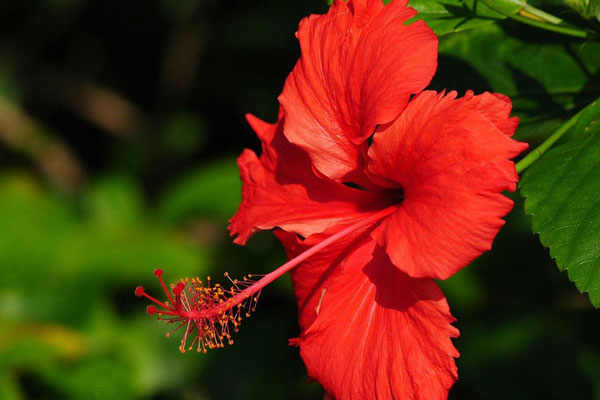 扶桑花的花語