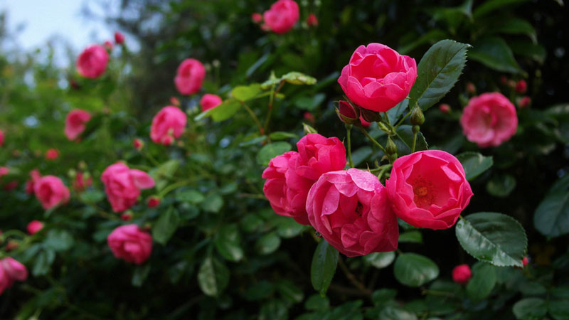 薔薇是什么植物