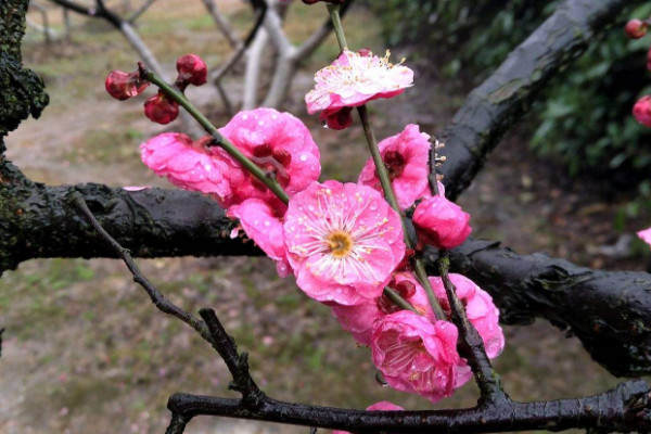 家里放梅花是什么寓意