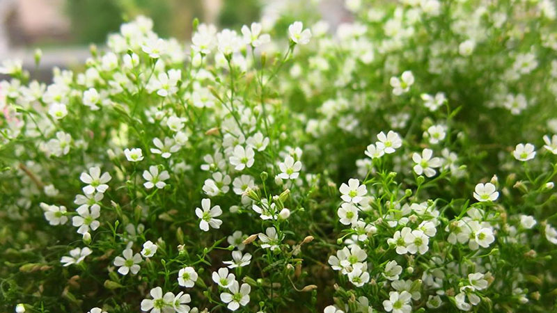 滿天星和木棉花的花語