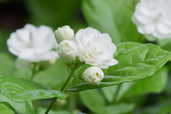 茉莉花茶產地