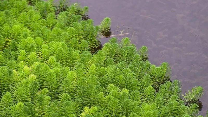 金魚藻是什么植物