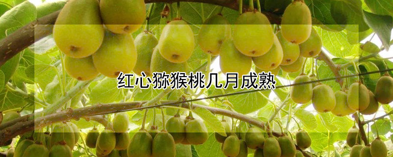 紅心獼猴桃?guī)自鲁墒?></a></div>
                    </div>
                    <h3><a href=