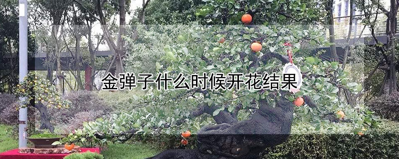 金彈子什么時候開花結果