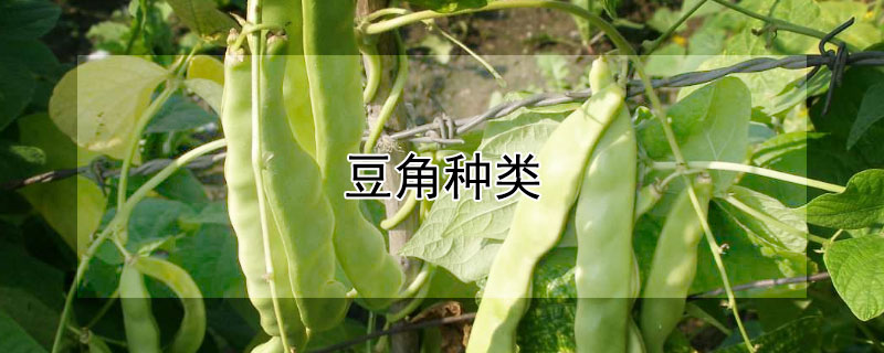 豆角種類