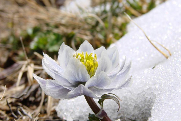 雪蓮是什么樣子的