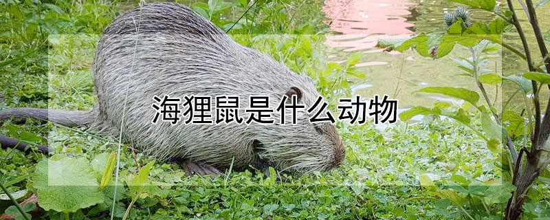 海貍鼠是什么動物