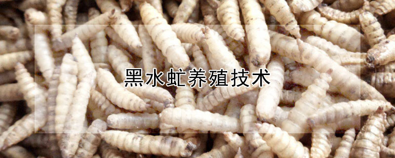 黑水虻養殖技術