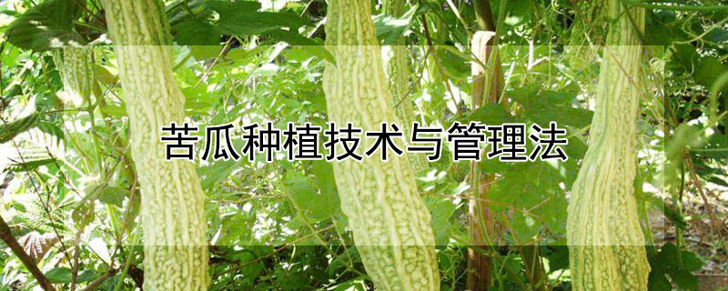 苦瓜種植技術與管理法