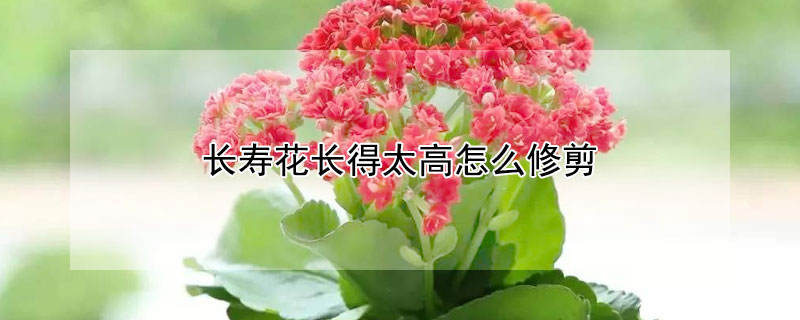 長壽花長得太高怎么修剪