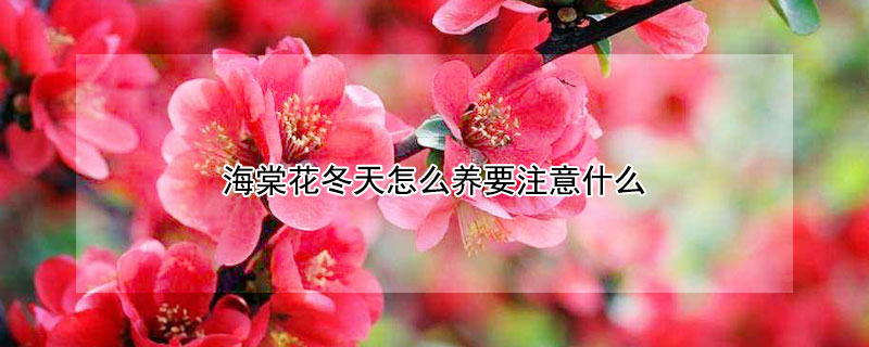 海棠花冬天怎么養(yǎng)要注意什么