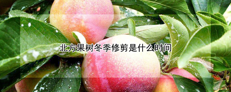 北方果樹冬季修剪是什么時間