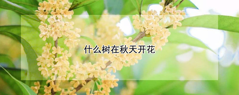 什么樹在秋天開花