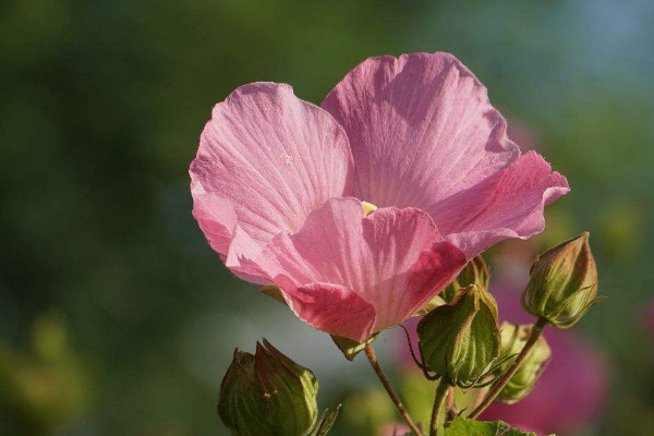 木芙蓉花的寓意和象征