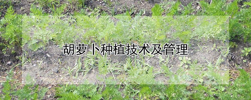 胡蘿卜種植技術及管理