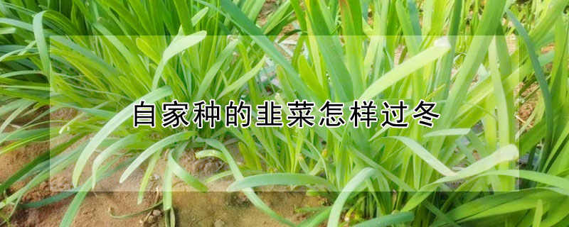 自家種的韭菜怎樣過(guò)冬