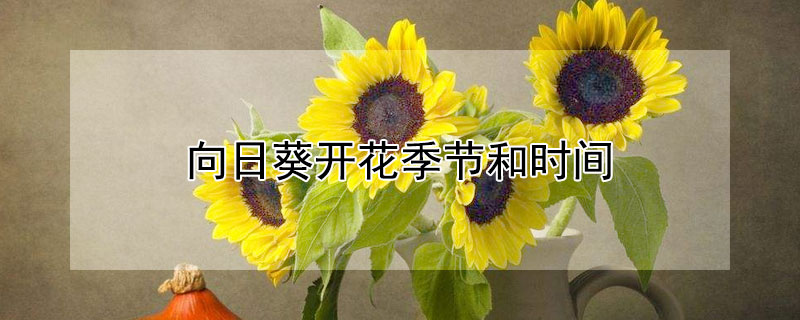 向日葵開花季節和時間