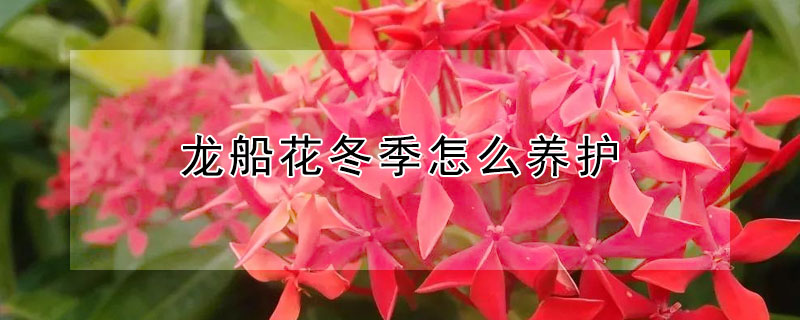 龍船花冬季怎么養(yǎng)護(hù)