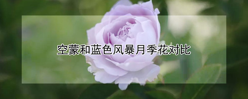 空蒙和藍色風暴月季花對比