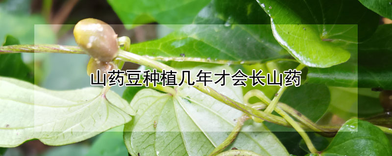 山藥豆種植幾年才會(huì)長(zhǎng)山藥