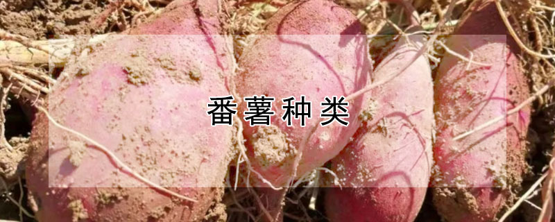 番薯種類(lèi)