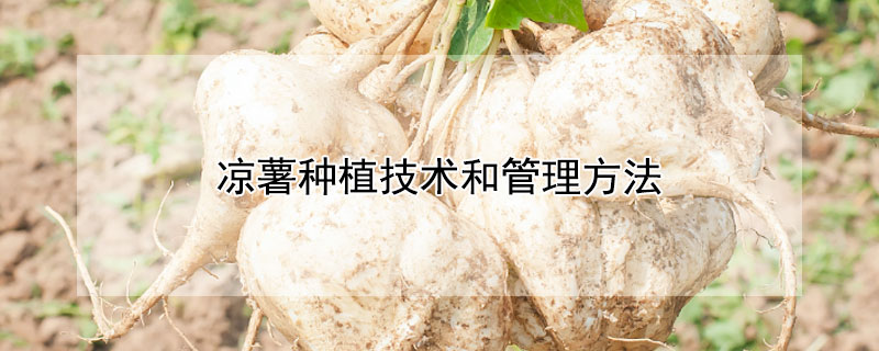 涼薯種植技術(shù)和管理方法