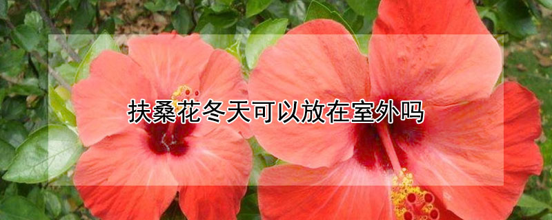 扶桑花冬天可以放在室外嗎