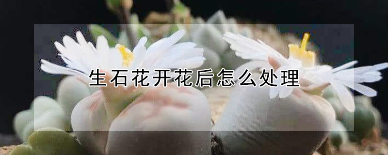 生石花開花后怎么處理