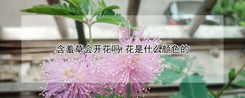 含羞草會(huì)開花嗎,花是什么顏色的