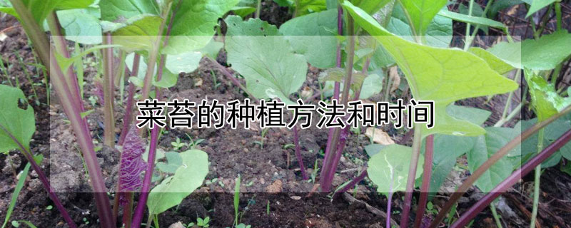 菜苔的種植方法和時間