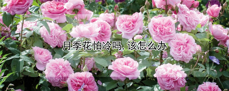 月季花怕冷嗎,該怎么辦