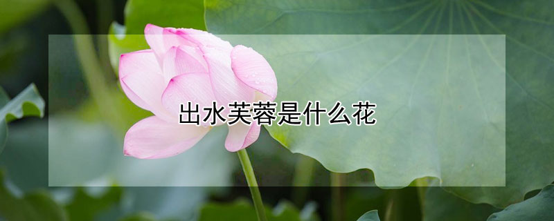 出水芙蓉是什么花