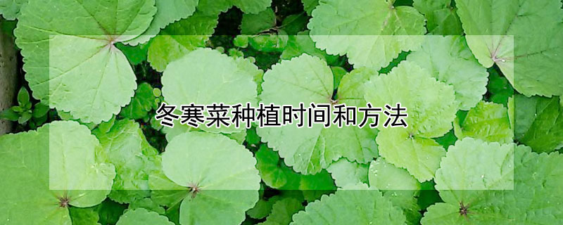 冬寒菜種植時間和方法