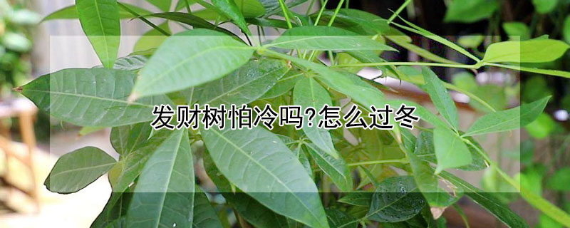 發財樹怕冷嗎?怎么過冬