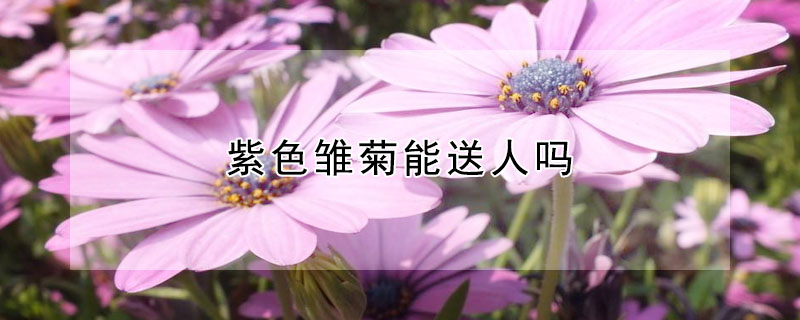 紫色雛菊能送人嗎