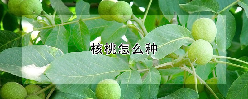 核桃怎么種