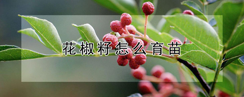 花椒籽怎么育苗