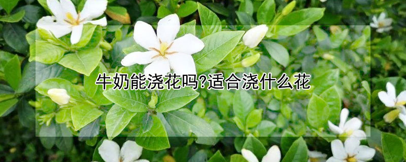 牛奶能澆花嗎?適合澆什么花