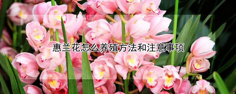 惠蘭花怎么養(yǎng)殖方法和注意事項(xiàng)