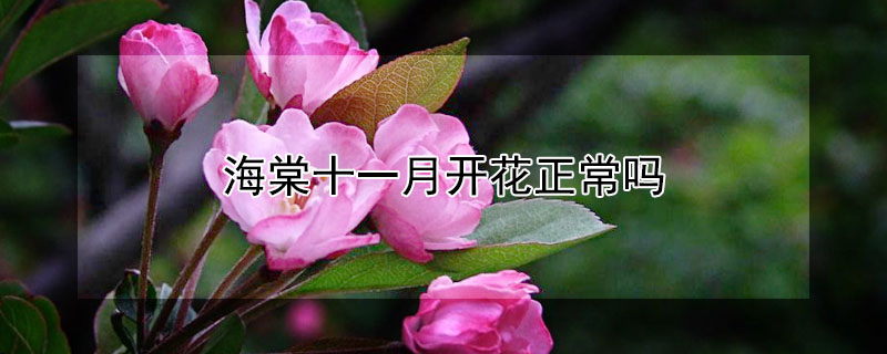 海棠十一月開花正常嗎