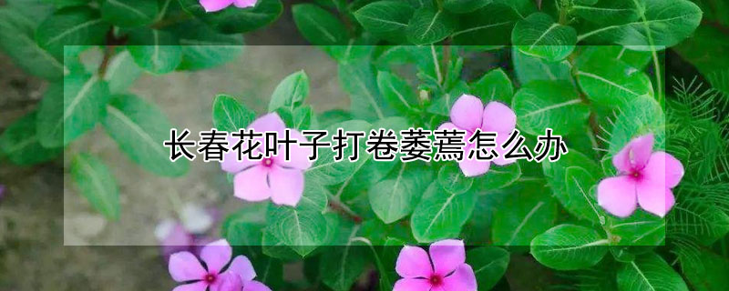 長春花葉子打卷萎蔫怎么辦