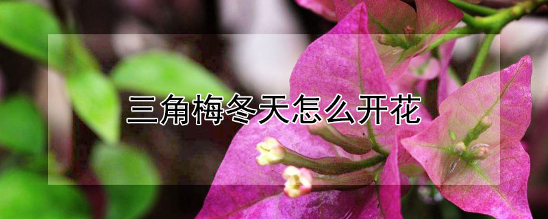 三角梅冬天怎么開花